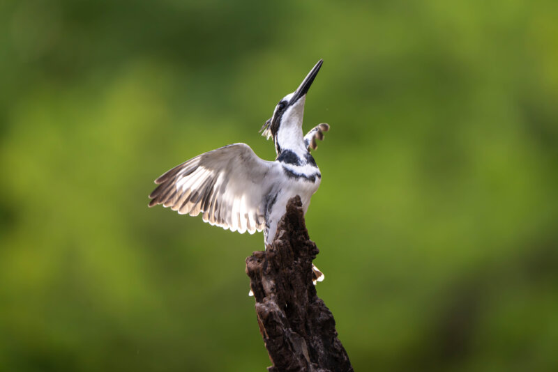 DSC05735-Enhanced-NR