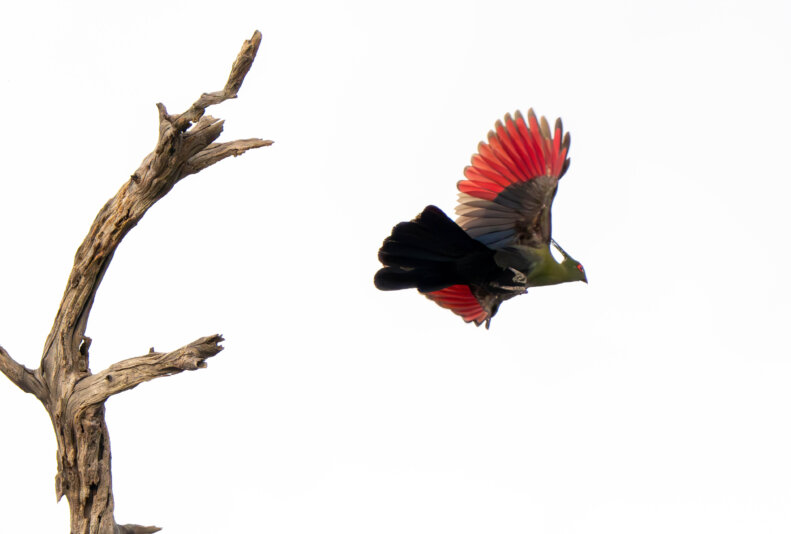 DSC05897-Enhanced-NR