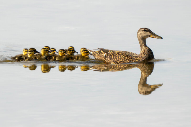 DSC05560-Enhanced-NR