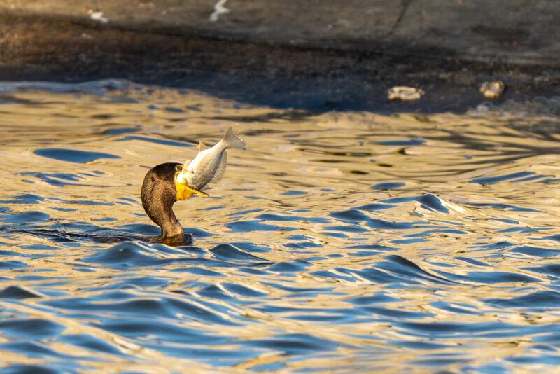 DSC08200-Enhanced-NR