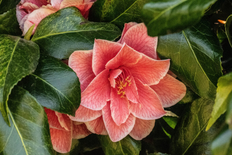 BPG Photo Walk Secret Garden 1 May 2025 00015