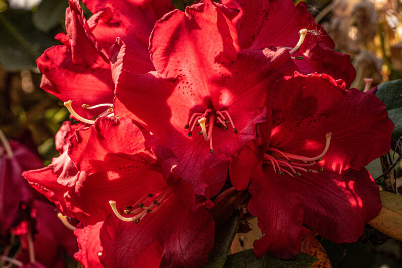 BPG Photo Walk Secret Garden 1 May 2025 00014