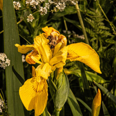 Bollington 20 May 2025 00014