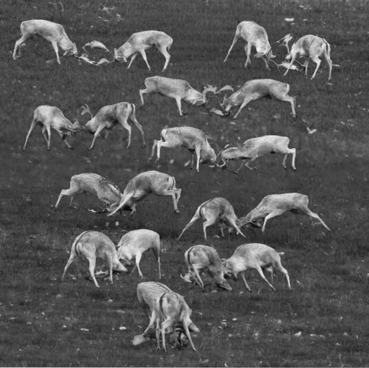 Fallow COMP #3_BEST-2