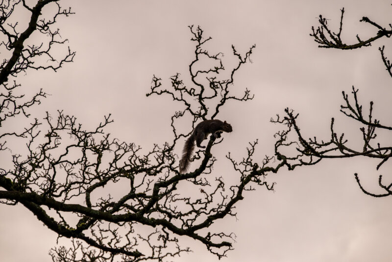 Have you seen my nuts