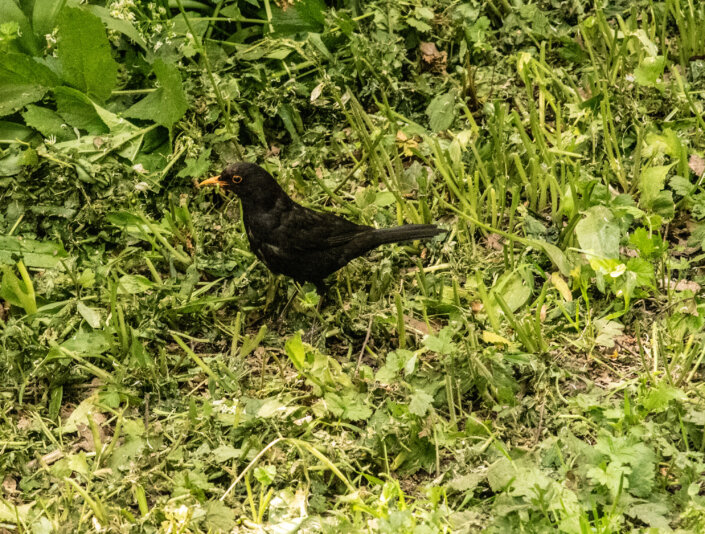 Bollington 20 May 2025 00002