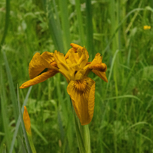 Bollington 20 May 2025 00006