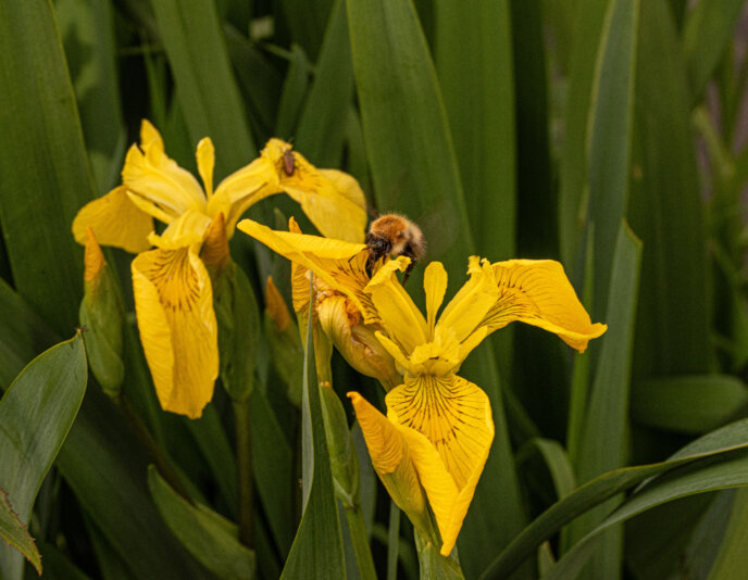 Bollington 20 May 2025 00019