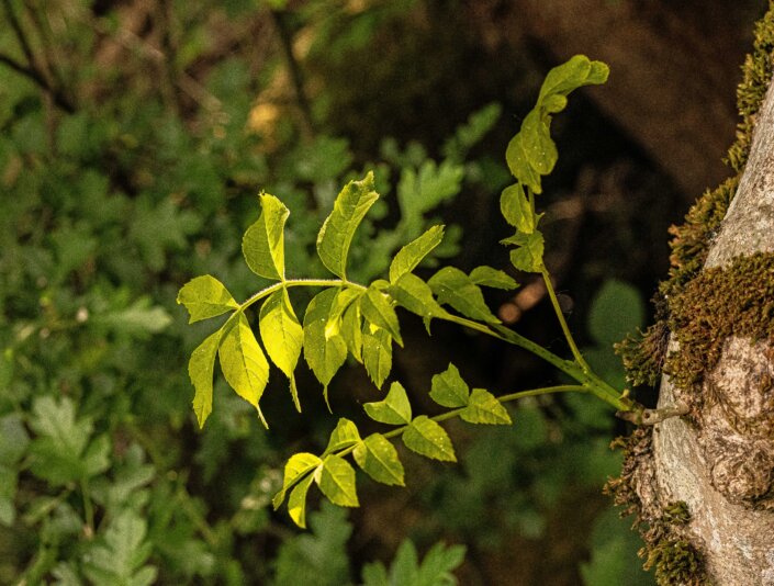 Bollington 20 May 2025 00021