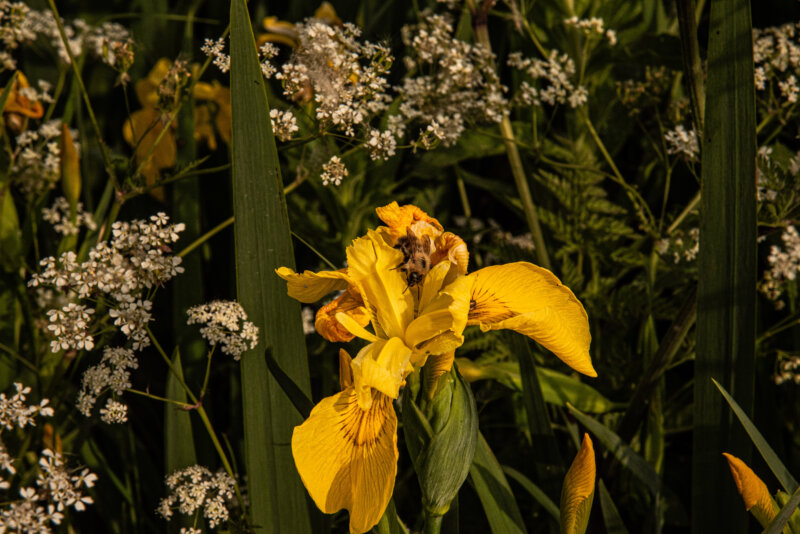 Bollington 20 May 2025 00014