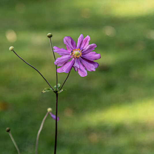 BPG Photo Walk Memorial and Mill00003