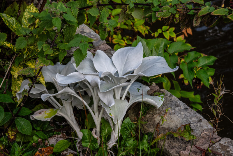 BPG Photo Walk Memorial and Mill00011