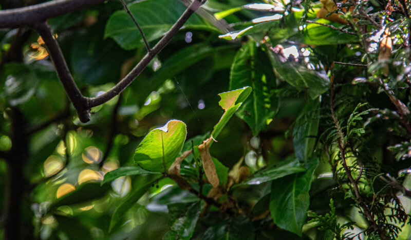 BPG Photo Walk Memorial and Mill00002