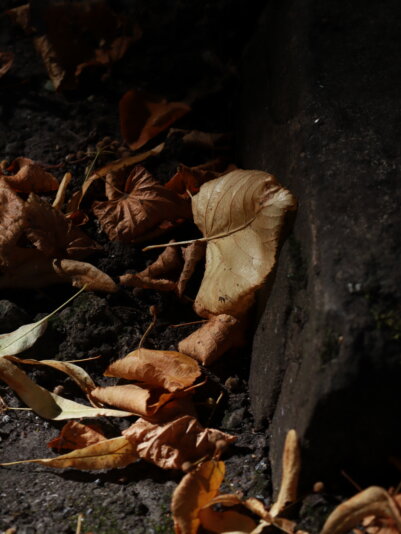 Julia - F6.3, 800th sec, ISO 200 Canon M50m2