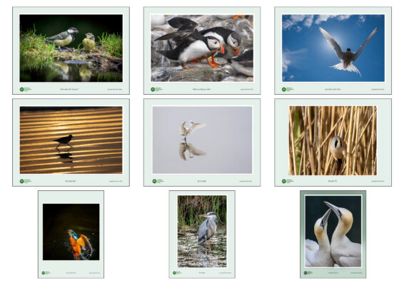 BPG Birds October 2025 Winners