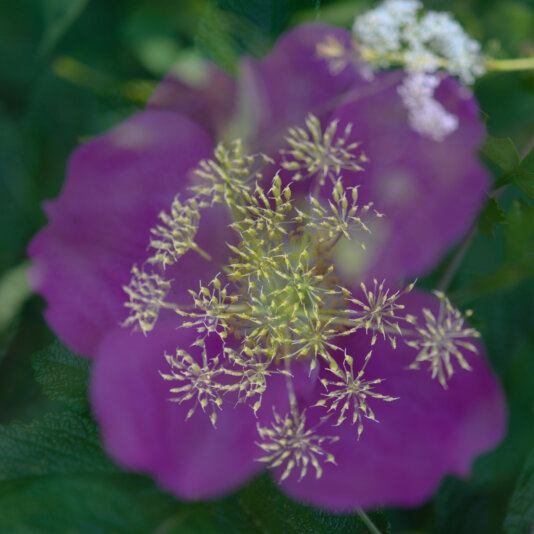 2 flowers