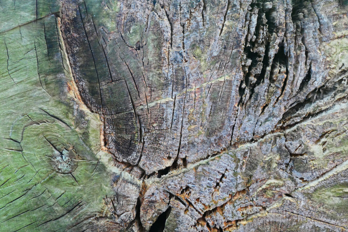 A sice of tree