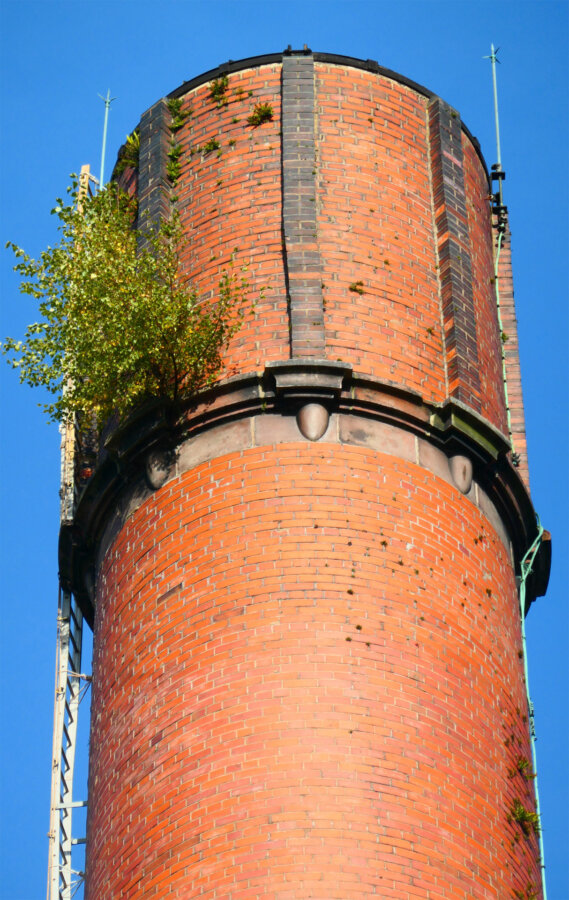 Chimney top garden