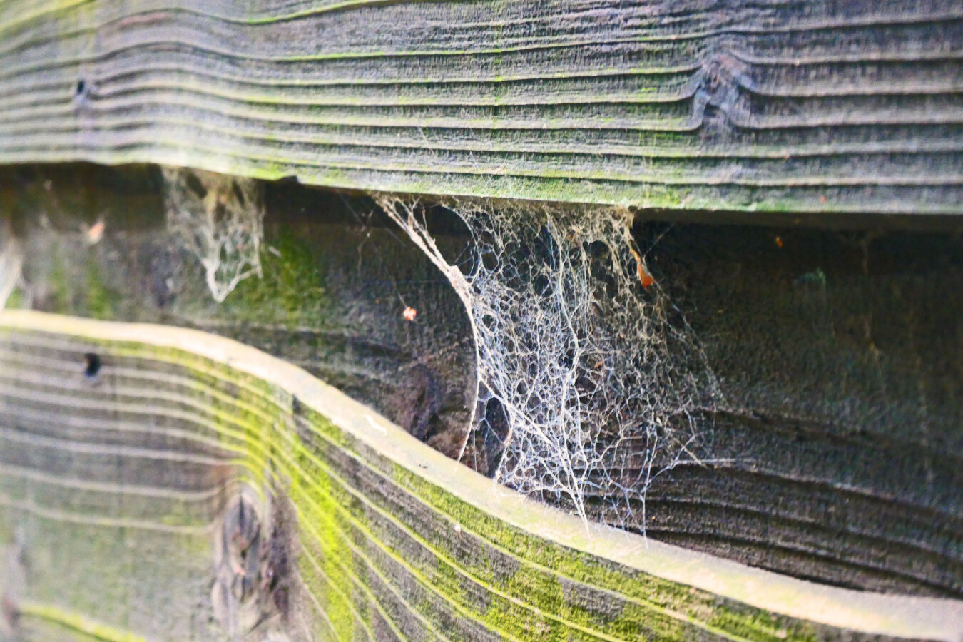 Cobwebs