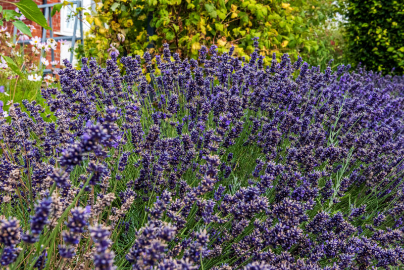 2026-07-22__DSC5751