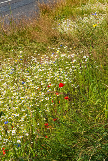 2026-07-22__DSC5783
