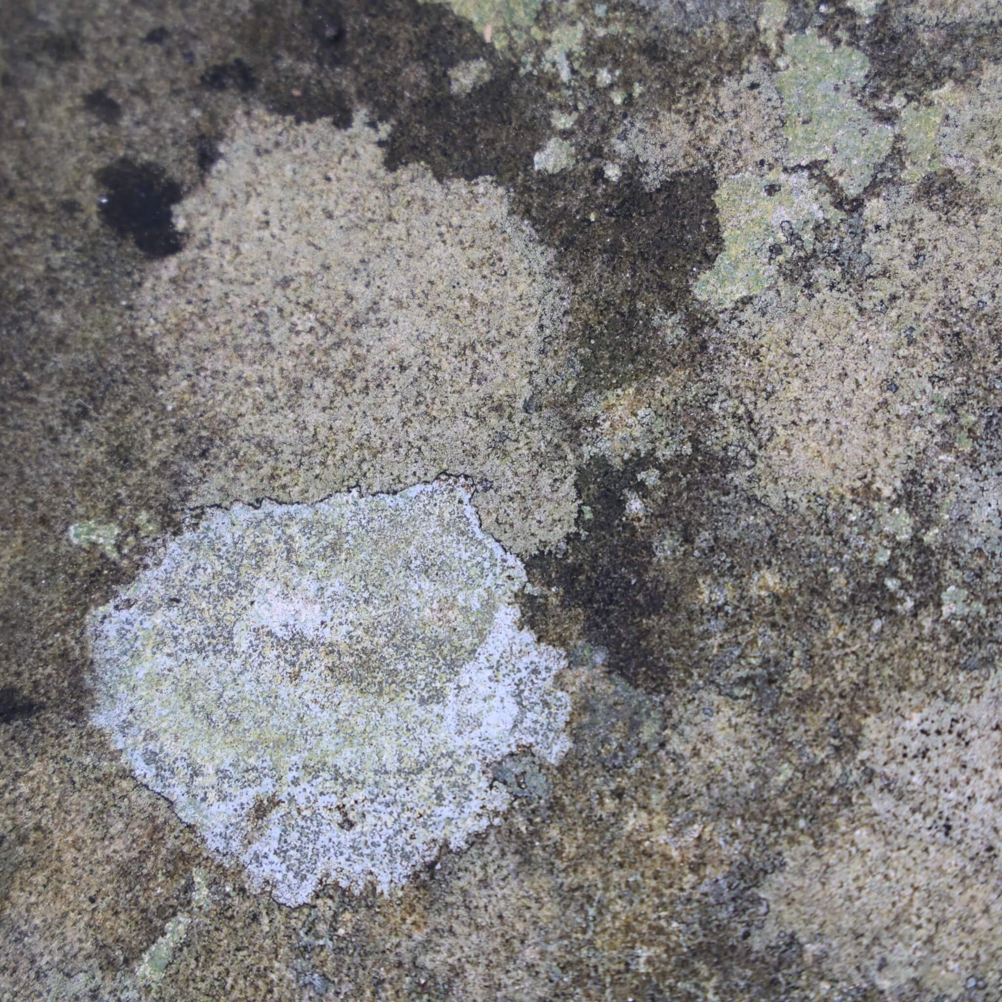 BPG square - 1 of 1 (3)