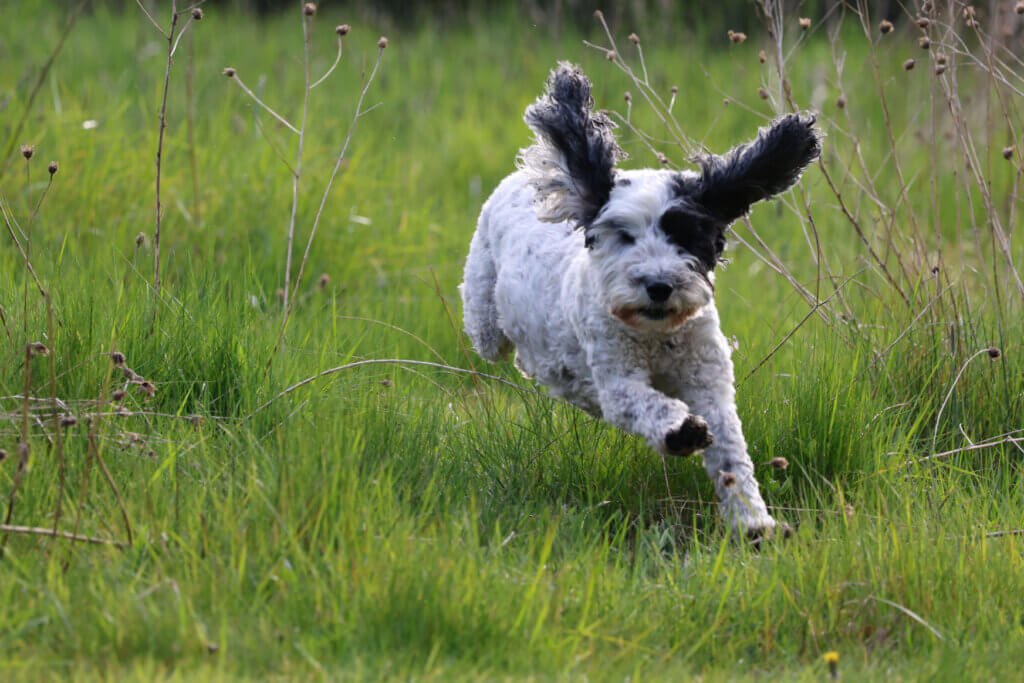 Did someone shout "tea"