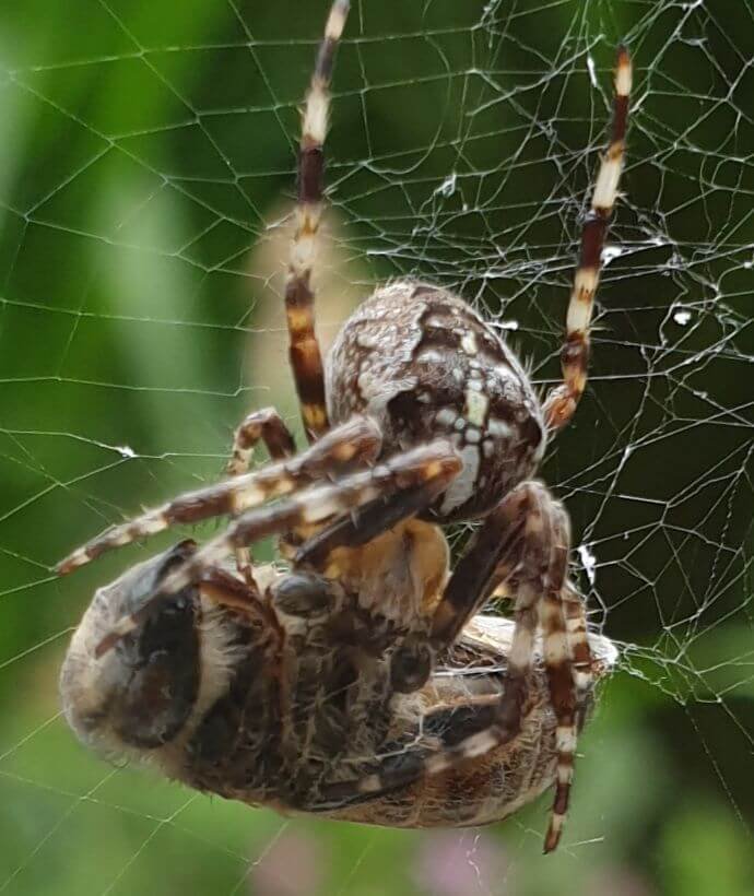 Welcome to dinner mr fly