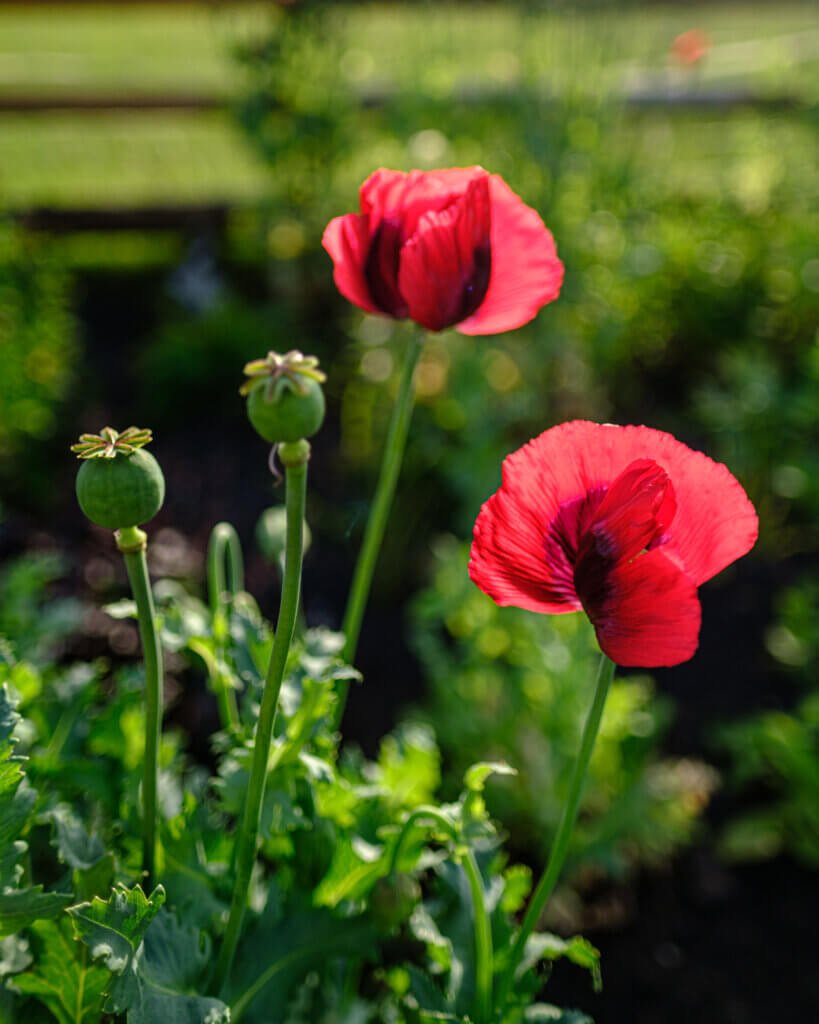 Backlit poppies