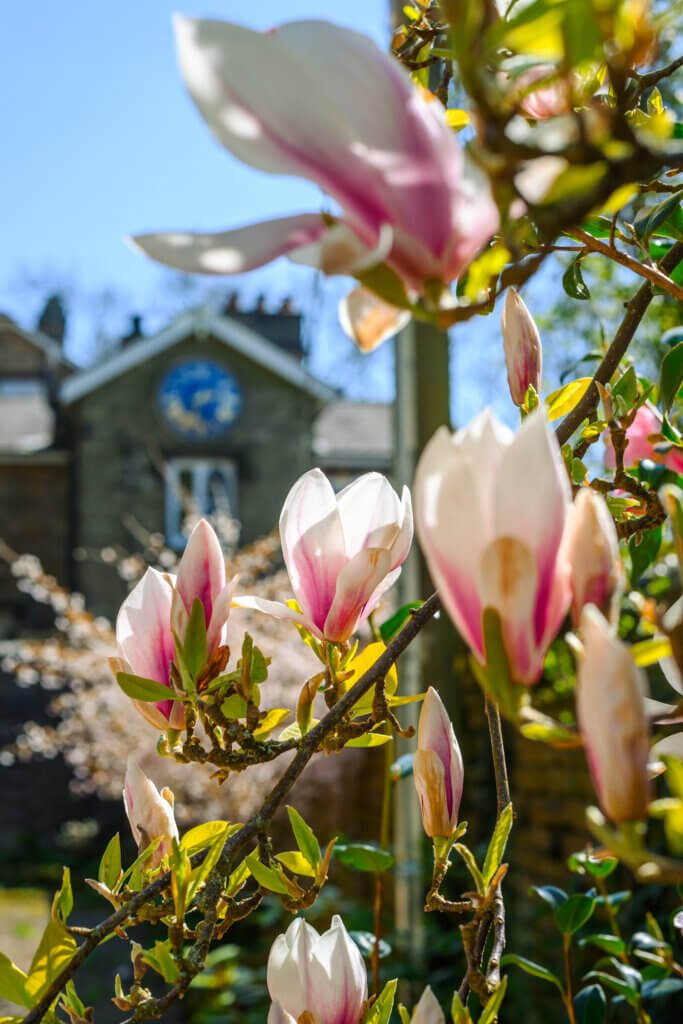 Endon House and Magnolia