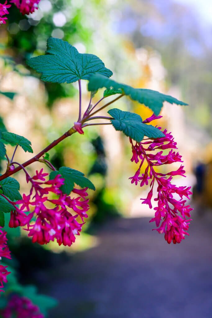 Flowering Currant
