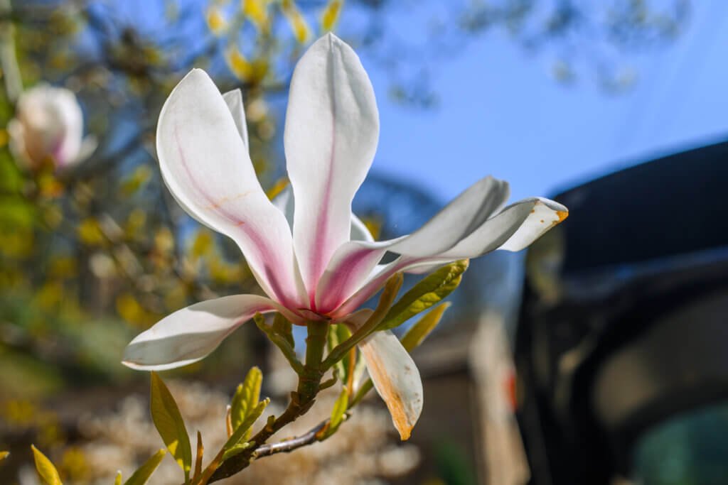 Magnolia