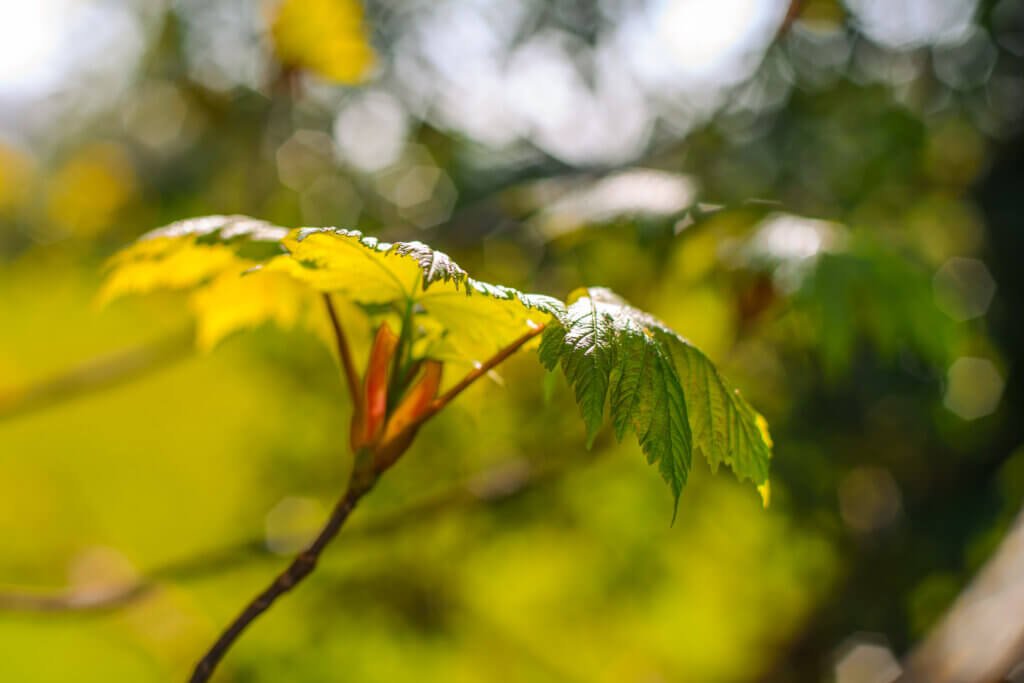 Vine Maple