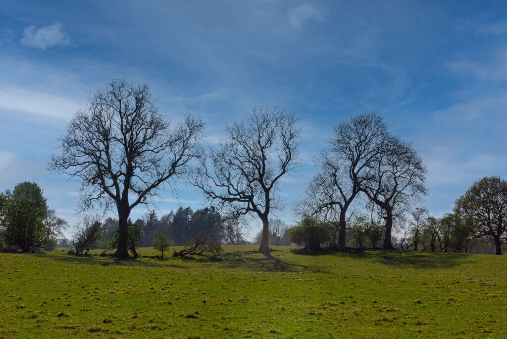 3 Trees