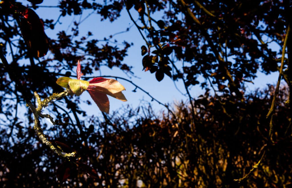 New Leaves