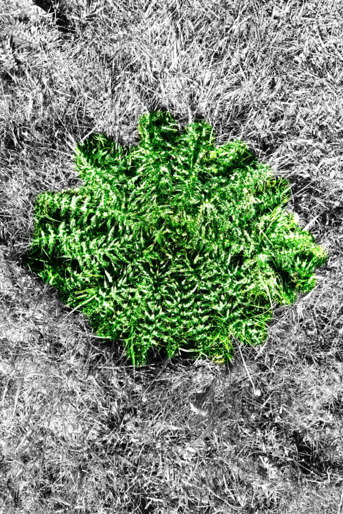 Thistle