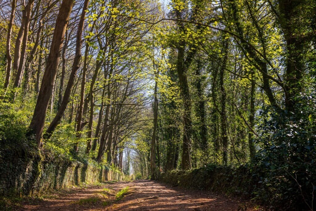 Avenue of Trees
