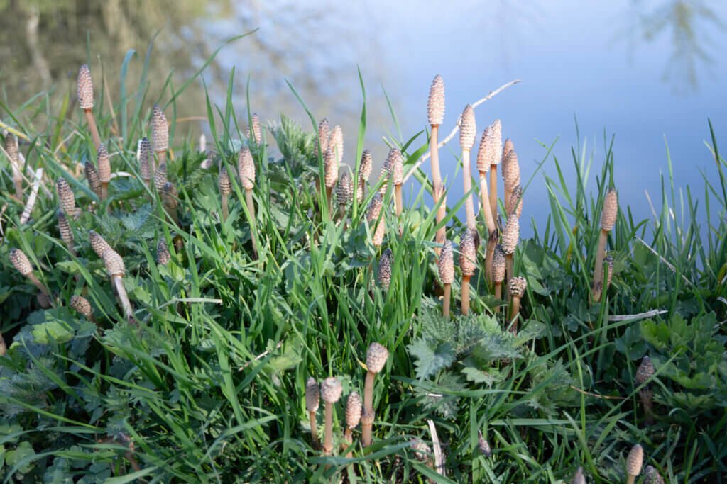 Fairy Land