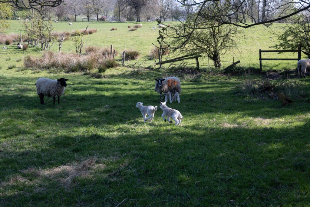 Gambling lambs