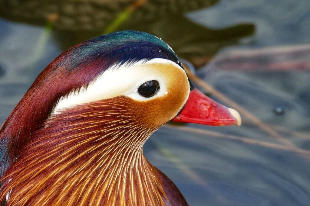 Mandarin head shot