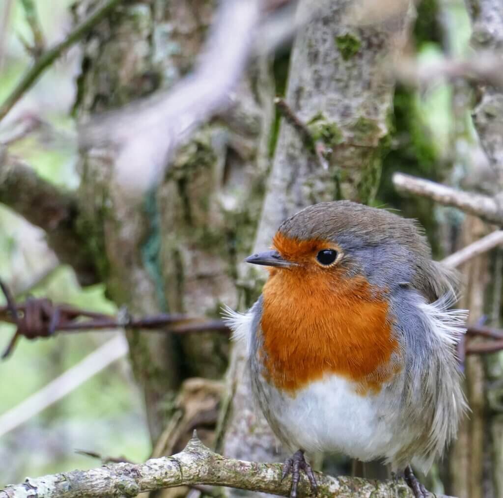 Young Robin "fledgling"