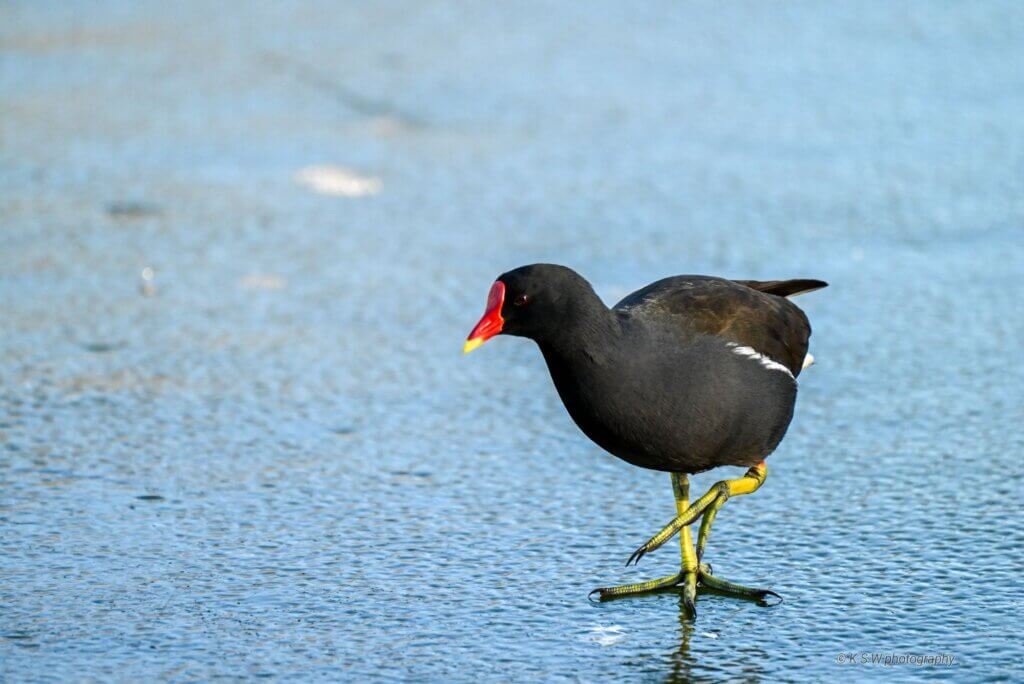Prancing on ice