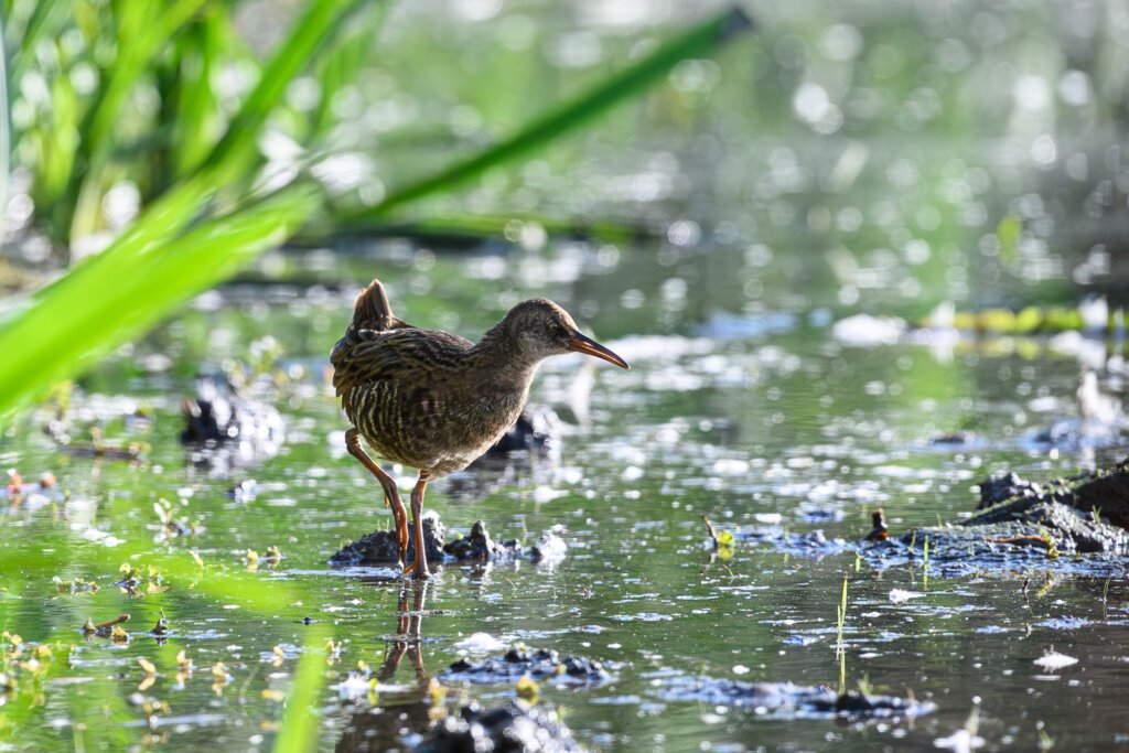 Approaching Water Rail