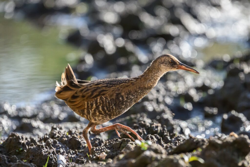 Water Rail