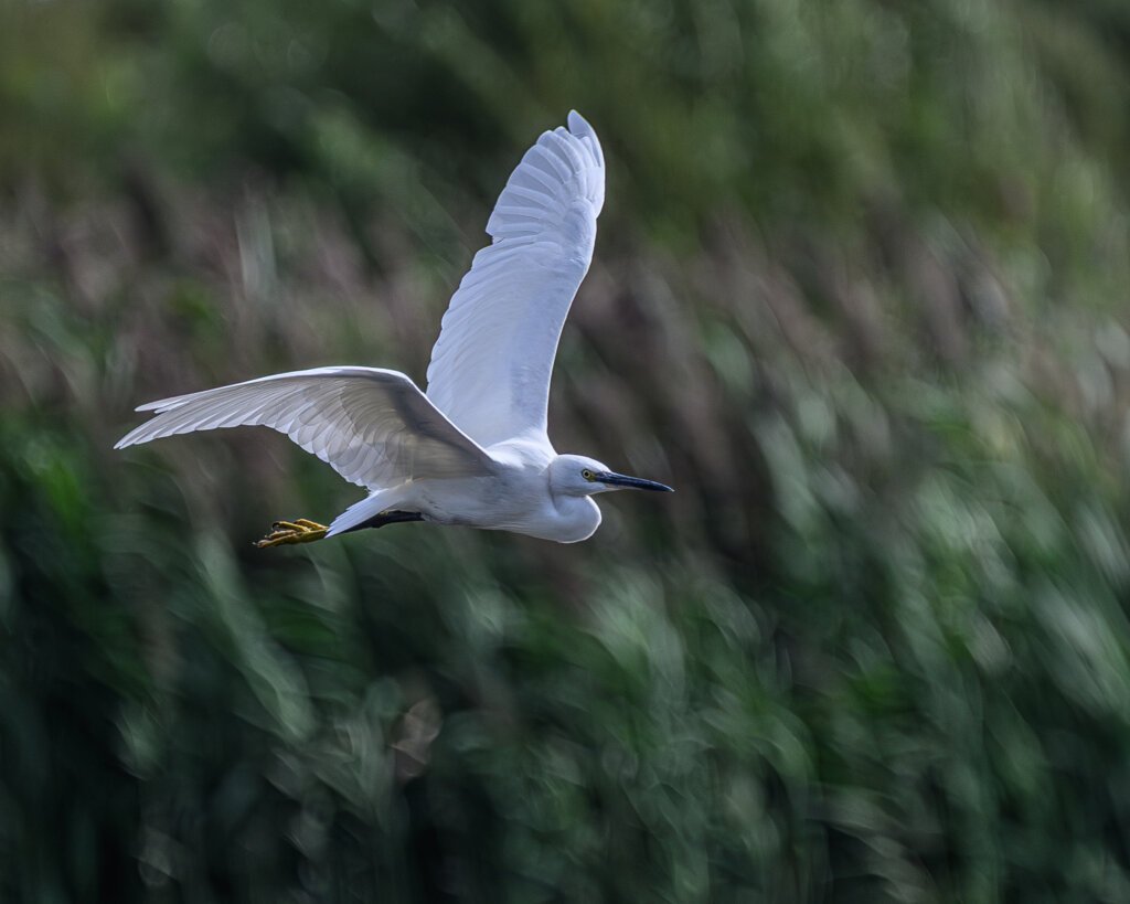 Egret in flight