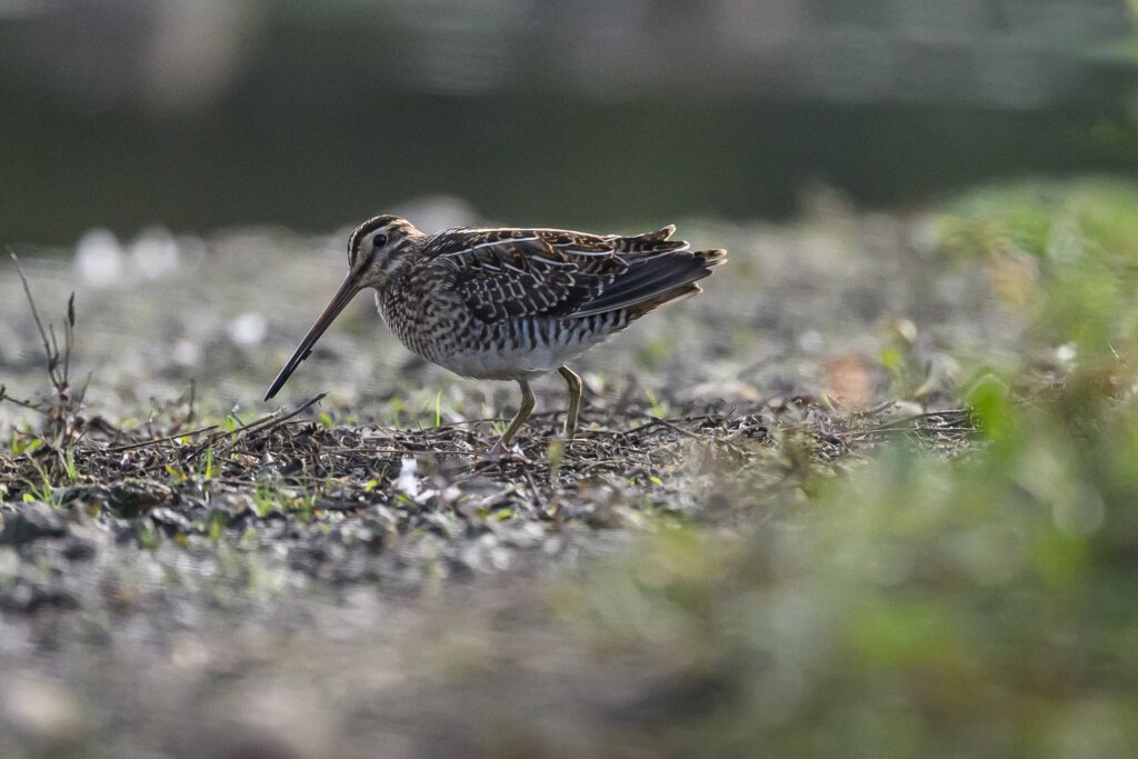 Common Snipe