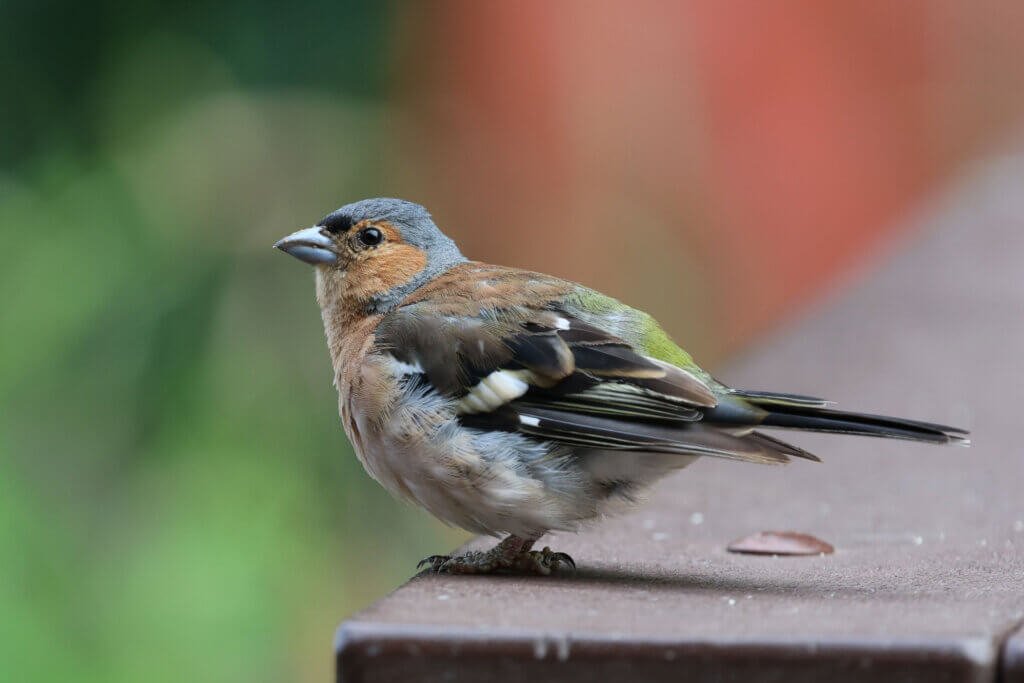 Just an ordinary chaffinch???