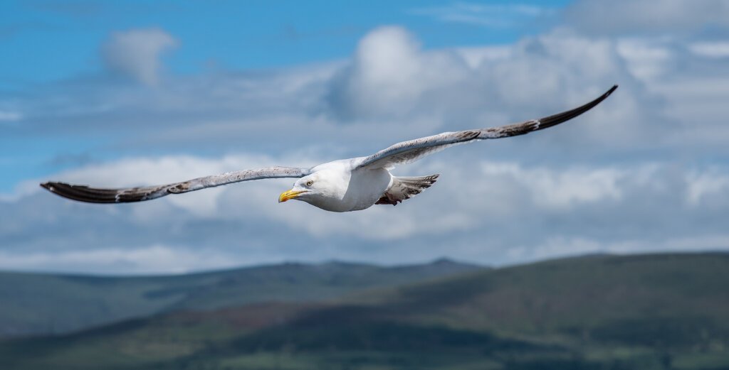 Seagull...