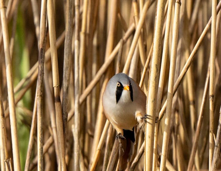 Bearded tit