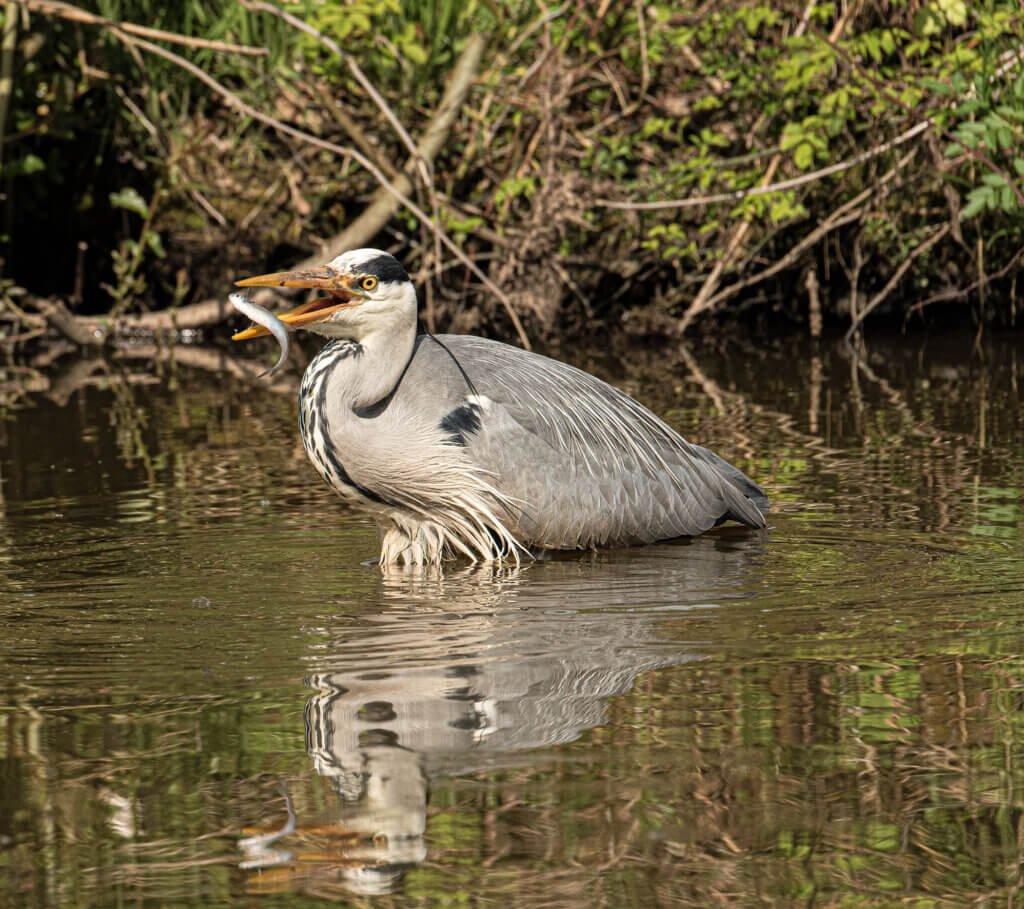 Grey Heron